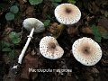 Macrolepiota mastoidea-amf1211